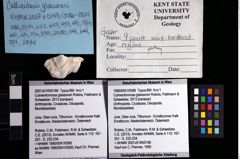 Foto (Objket + Etiketten) von Culmenformosa glaessneri (Robins, Feldmann & Schweitzer, 2013) 